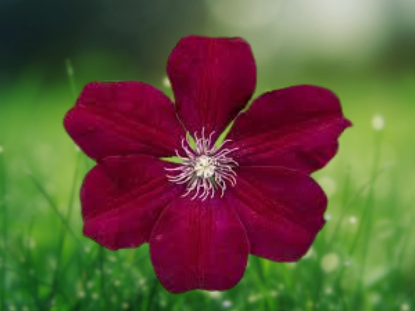 25 Rouge Clematis Seeds | Deep Red Flowering Climbing Perennial Vine, Garden Trellis Plant