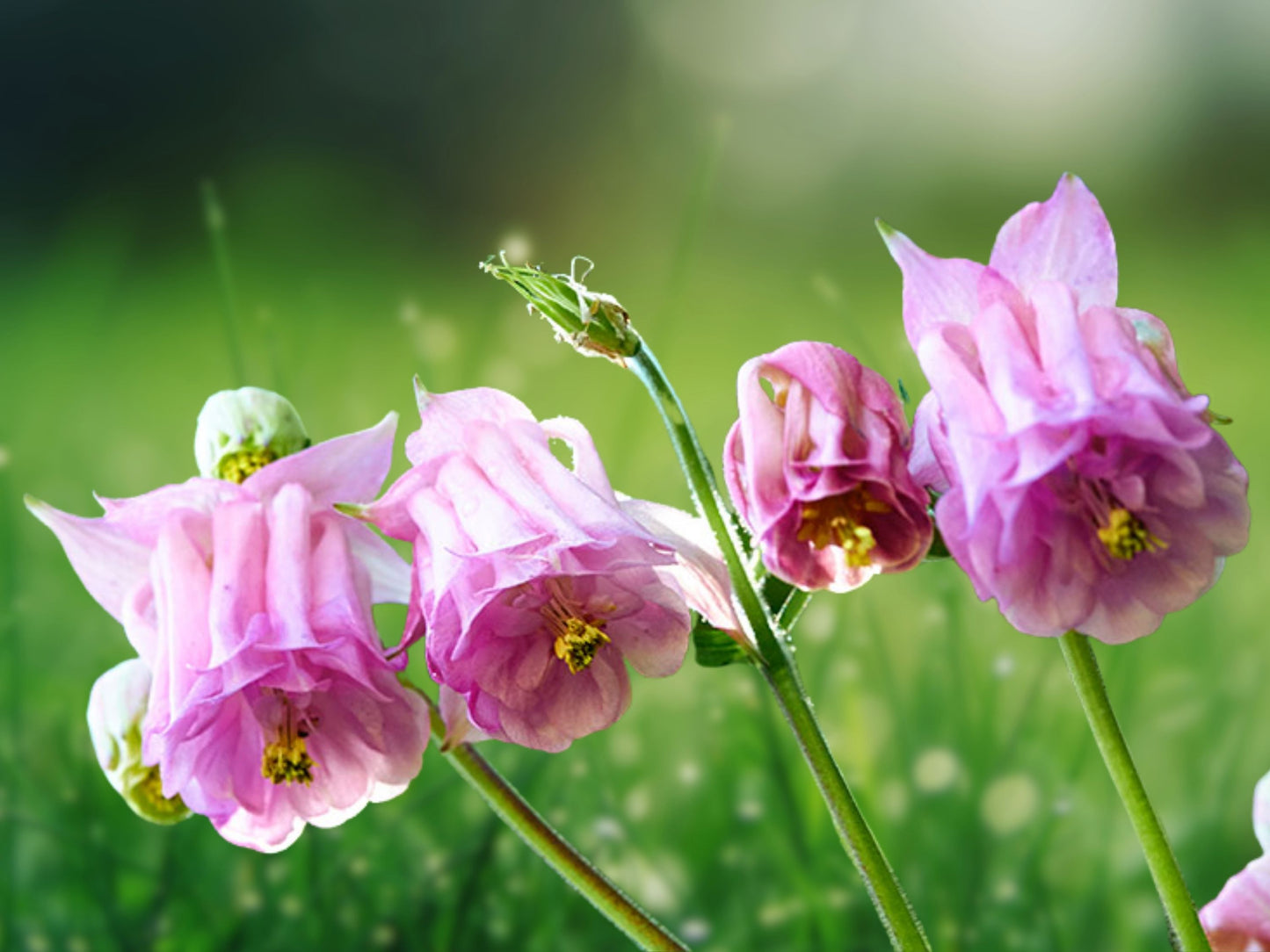 50 Double Rose Columbine Seeds Flower Perennial Flowers Seed Bloom