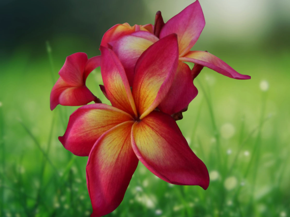 5 Bright Pink Orange Plumeria Seeds for Planting | Perennial Flower Seeds