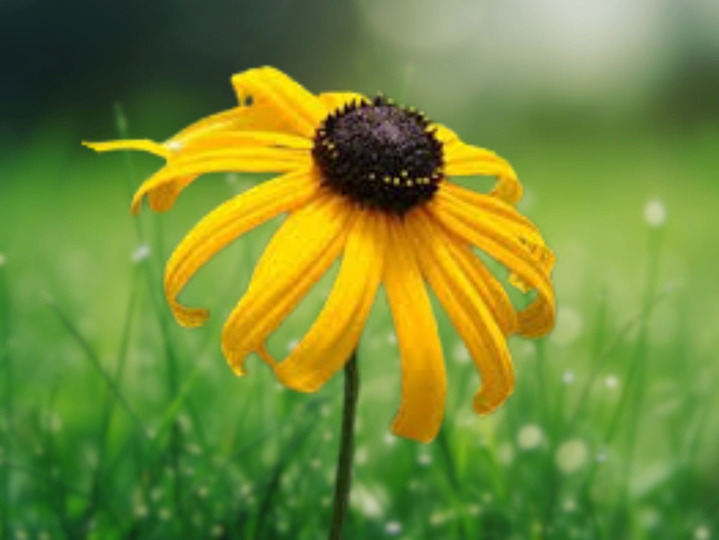 100 Seeds Black Eyed Susan Goldilocks Rudbeckia Wildflower Garden Perennial Flower