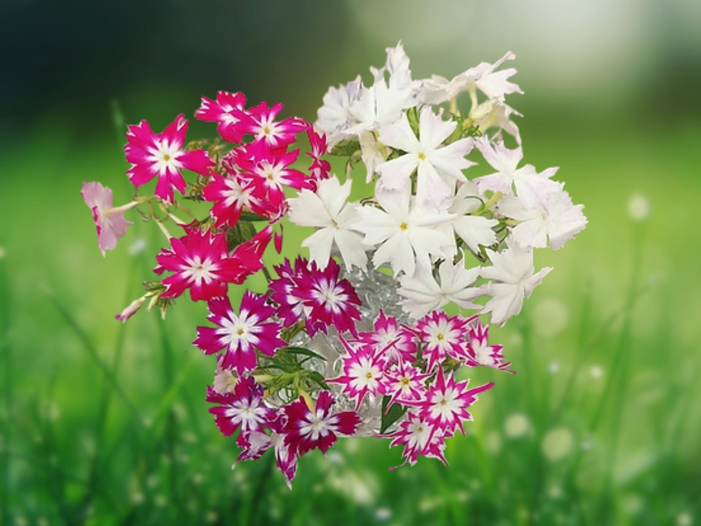 50 Twinkle Mix Phlox Seeds - Annual Flower Seeds for Cutting Garden, Container Gardening, Border Plant