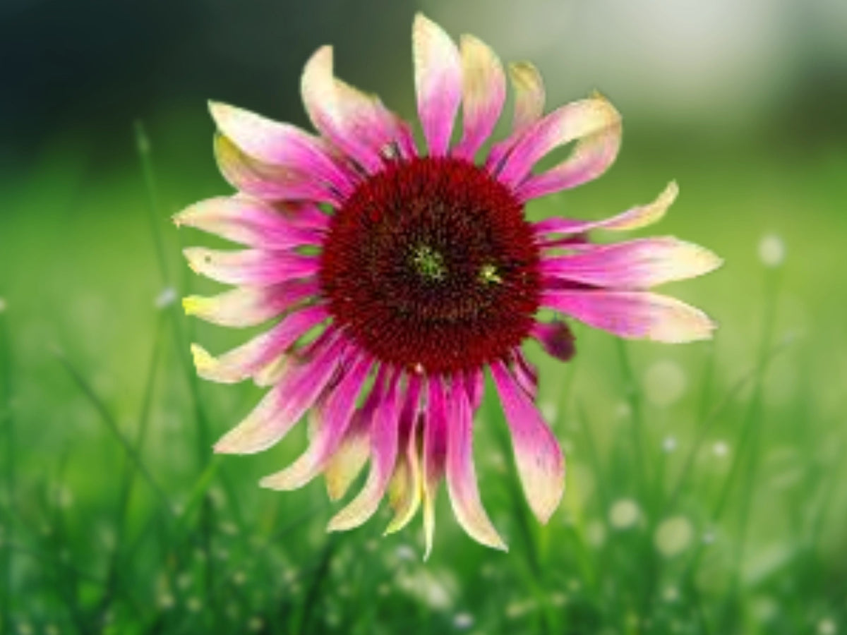 50 Green Twist Coneflower Seeds - Echinacea Perennial Flower Seeds