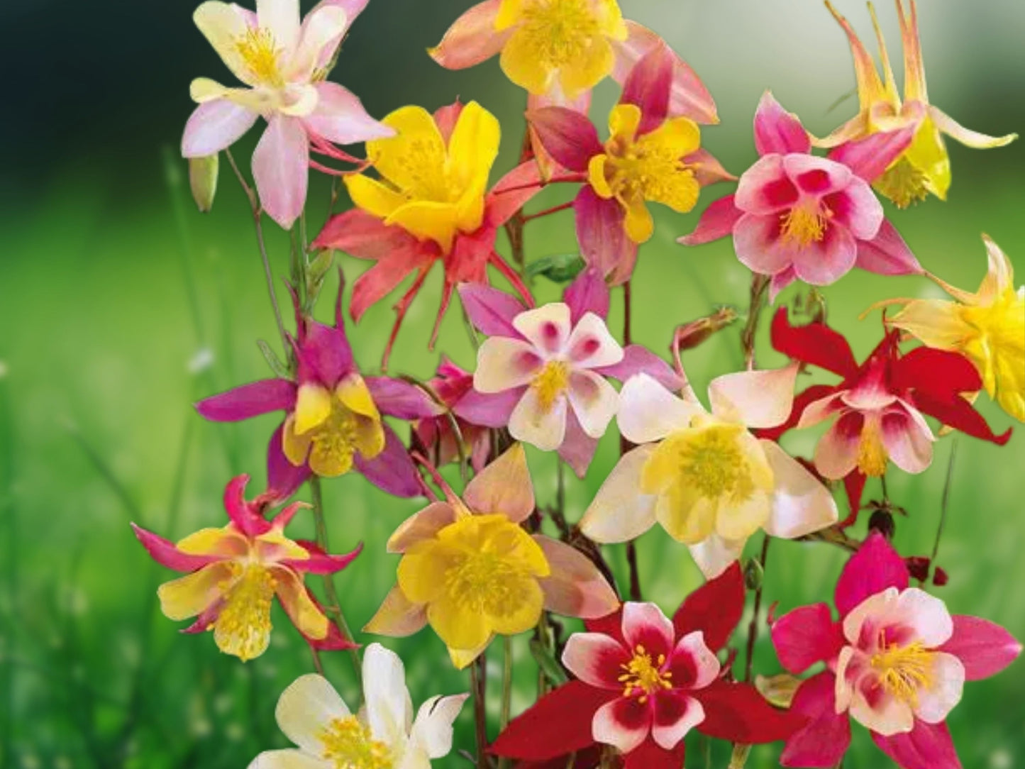 50 Giants Mix Columbine Seeds Flower Perennial Flowers Seed Bloom