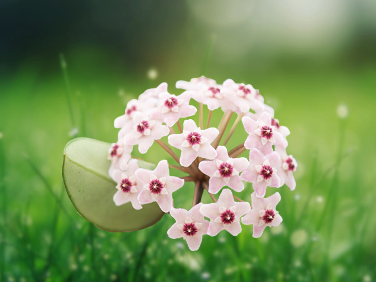 Green Hoya Carnosa Live Plant 5" in 4" Pot Wax Porcelain Flower Fast Shipping