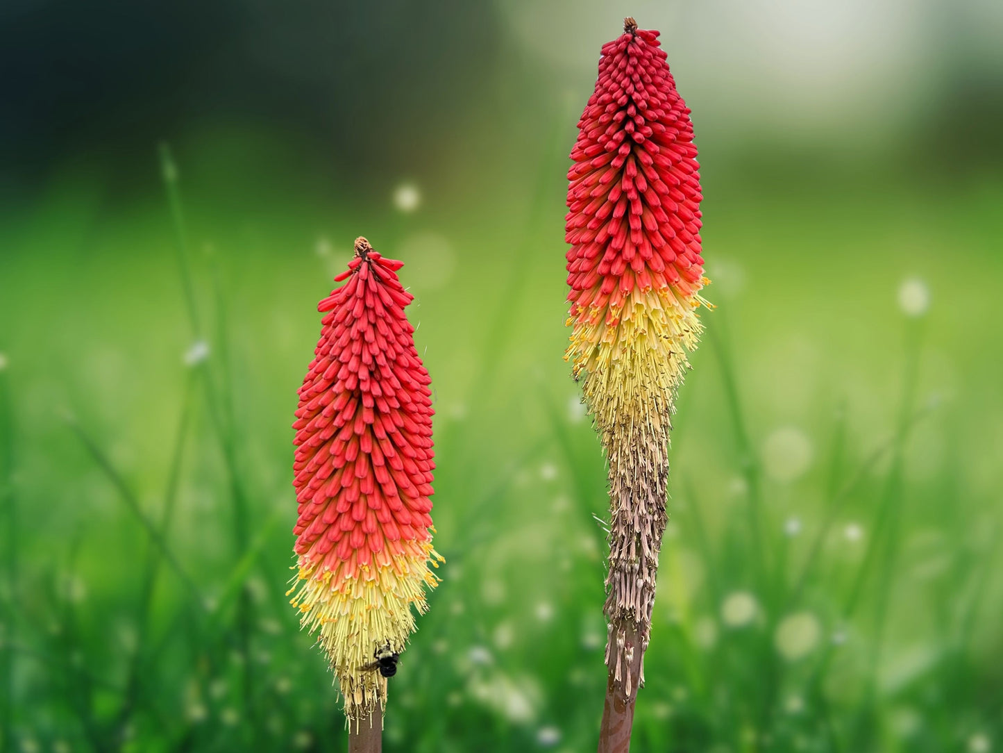 25 Seeds Kniphofia Rocket Red Torch Lily Hot Poker Perennial Flower