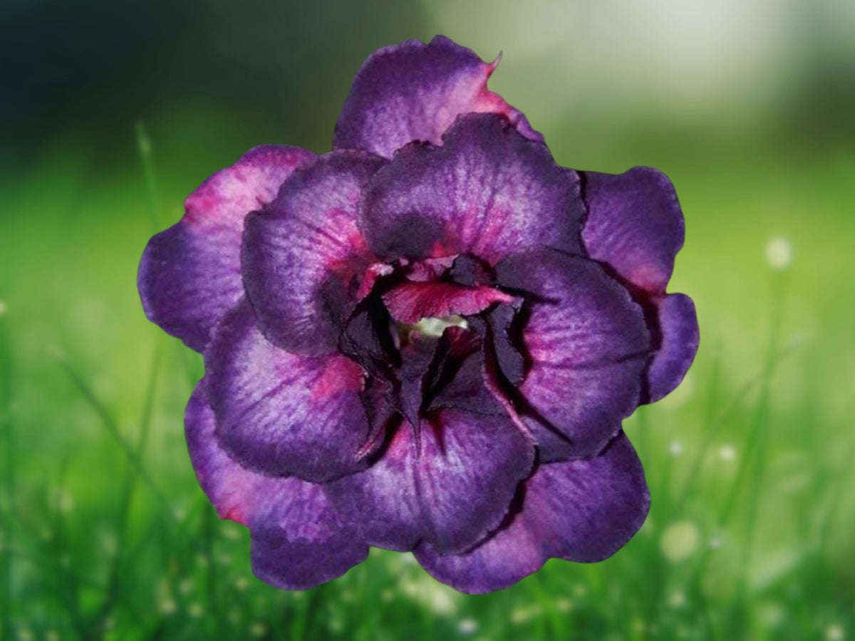 4 Dark Purple Pink Desert Rose Seeds – Adenium Obesum Exotic Flower