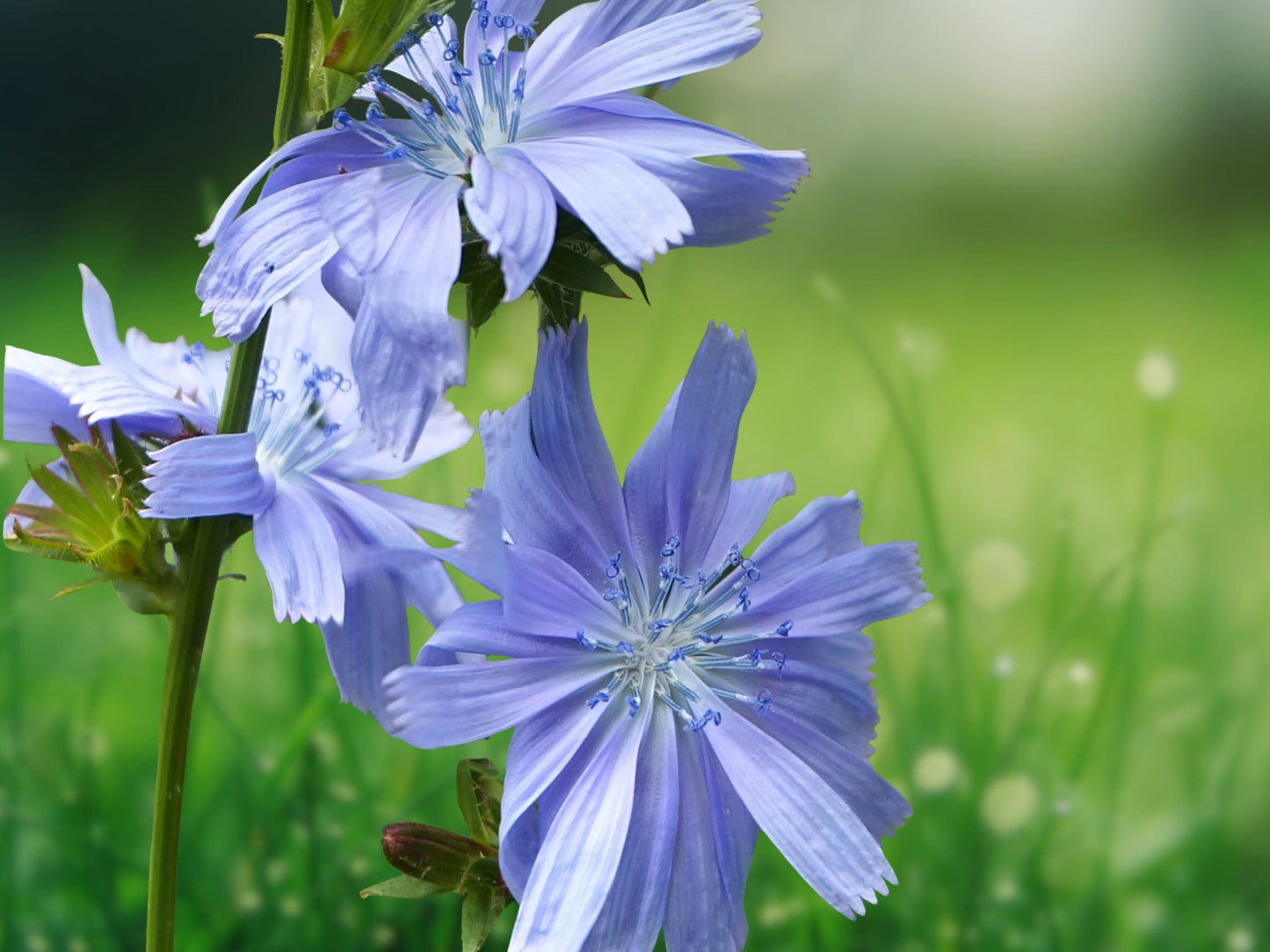 250+ Chicory Seeds Italian Dandelion NON-GMO Deer Plot Coffee Weed Fast Shipping