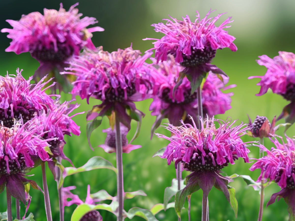 25 Cool Flame Dahlia Seeds - Perennial Flower Seeds for Planting