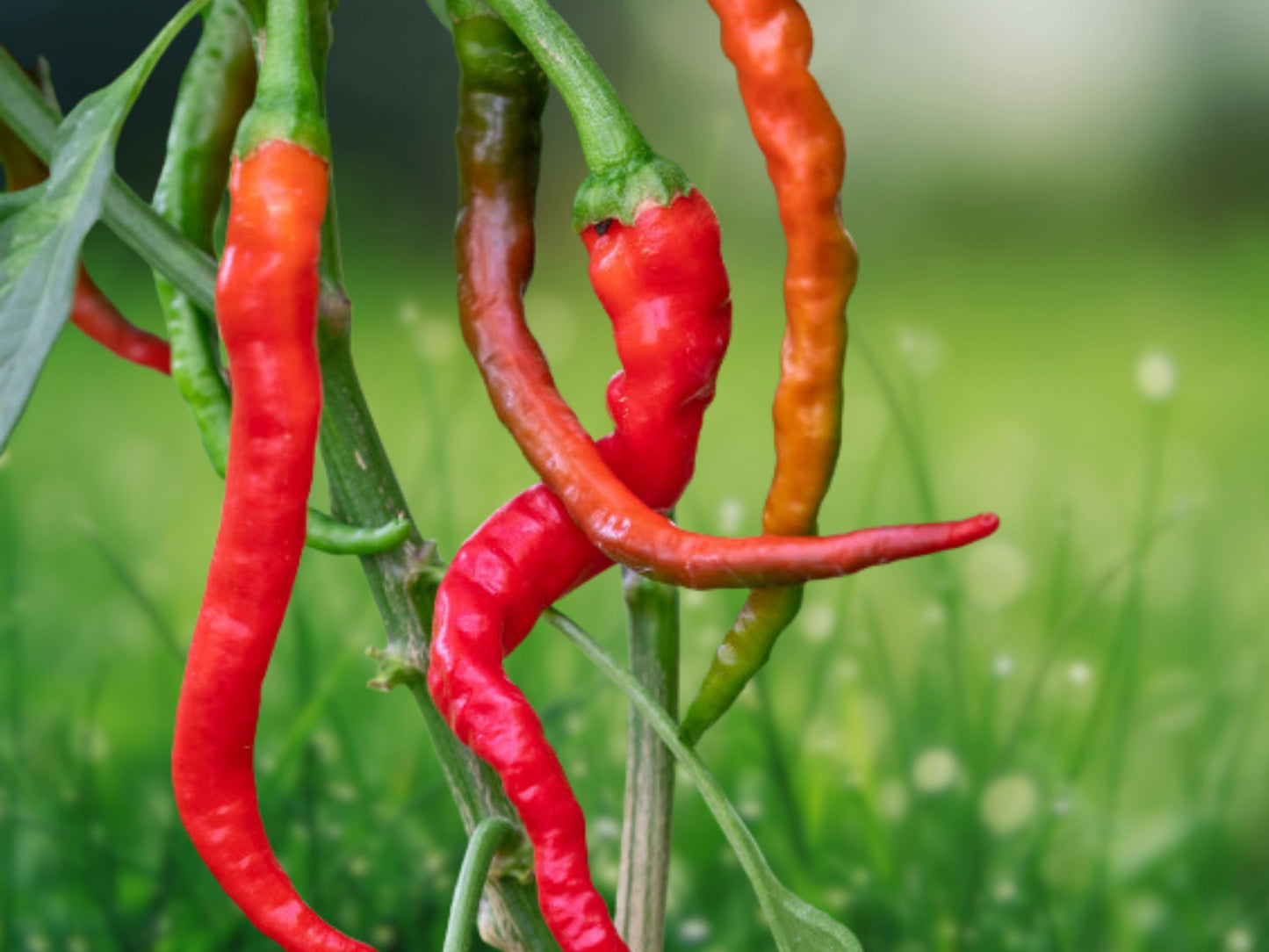 25 Hot Cayenne Pepper Seeds | Heirloom Non-GMO Vegetable |
