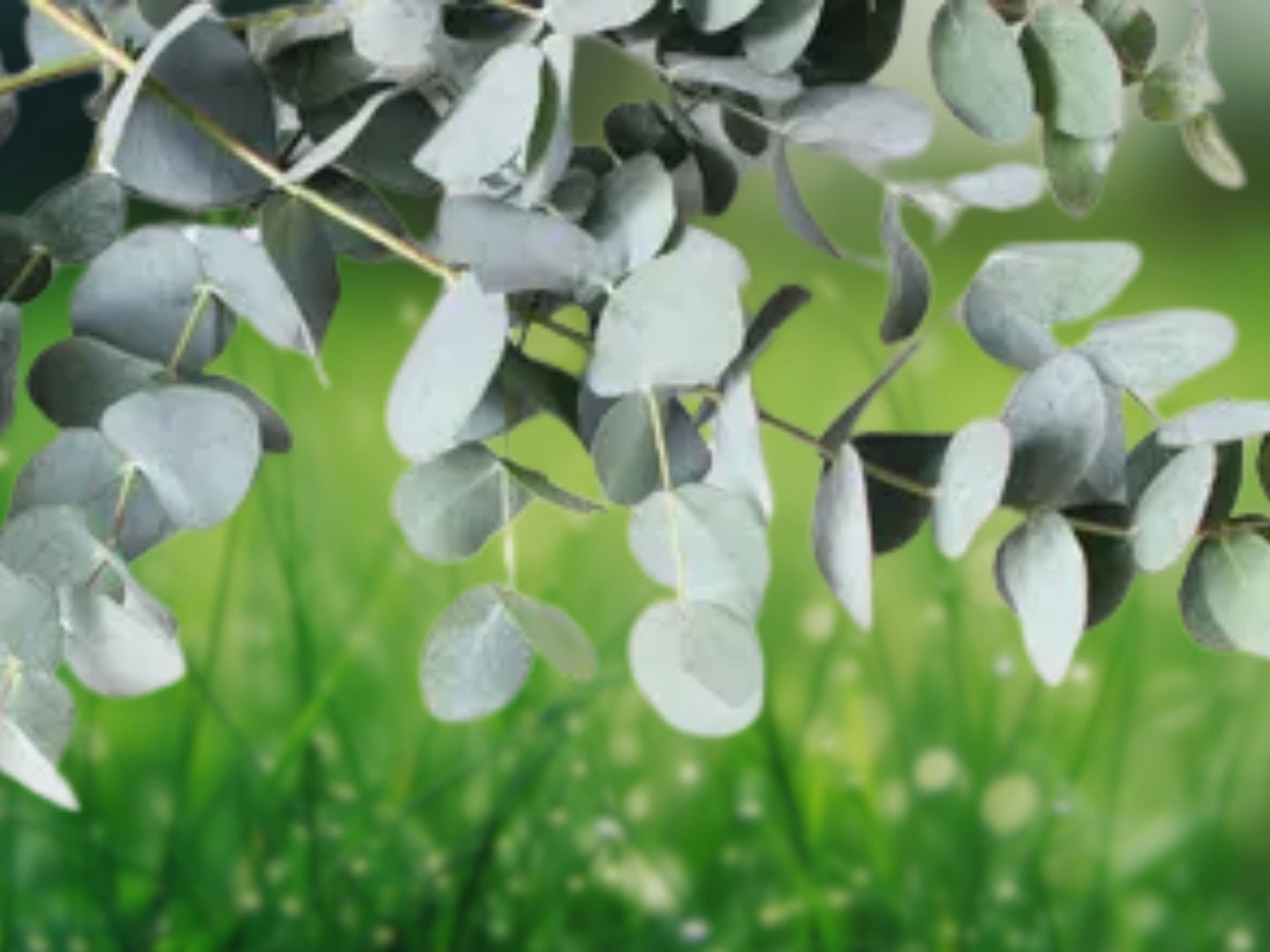 50 Baby Blue Eucalyptus Seeds, Ornamental Tree, Perennial Flower Seeds, US Seller