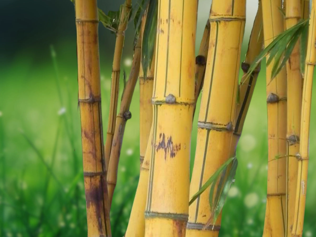 50 Hawaiian Gold Bamboo Seeds - Clumping Privacy Screen & Shade Plant