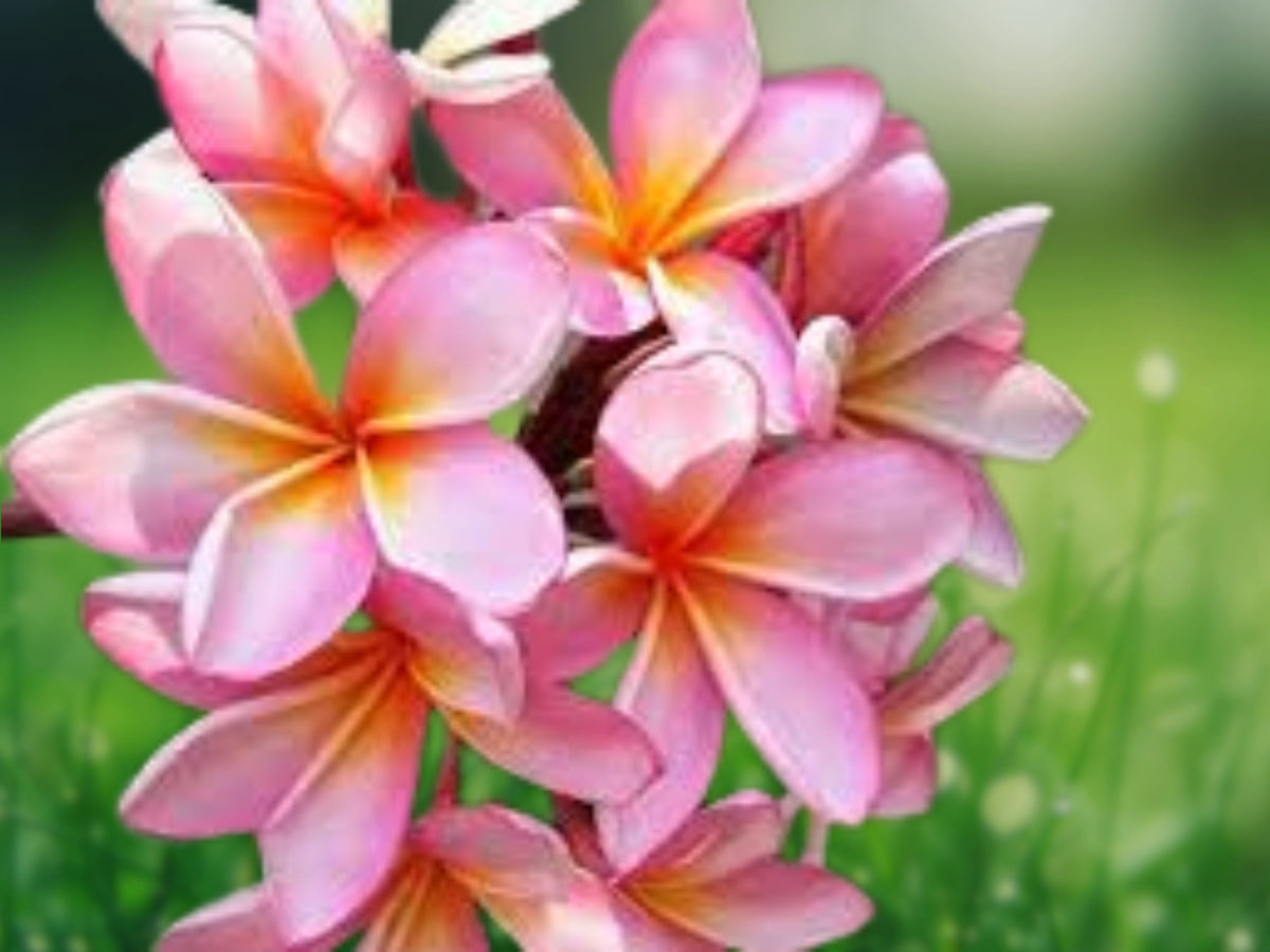 5 Pale Pink Plumeria Seeds - Hawaiian Flower Perennial Seeds for Planting