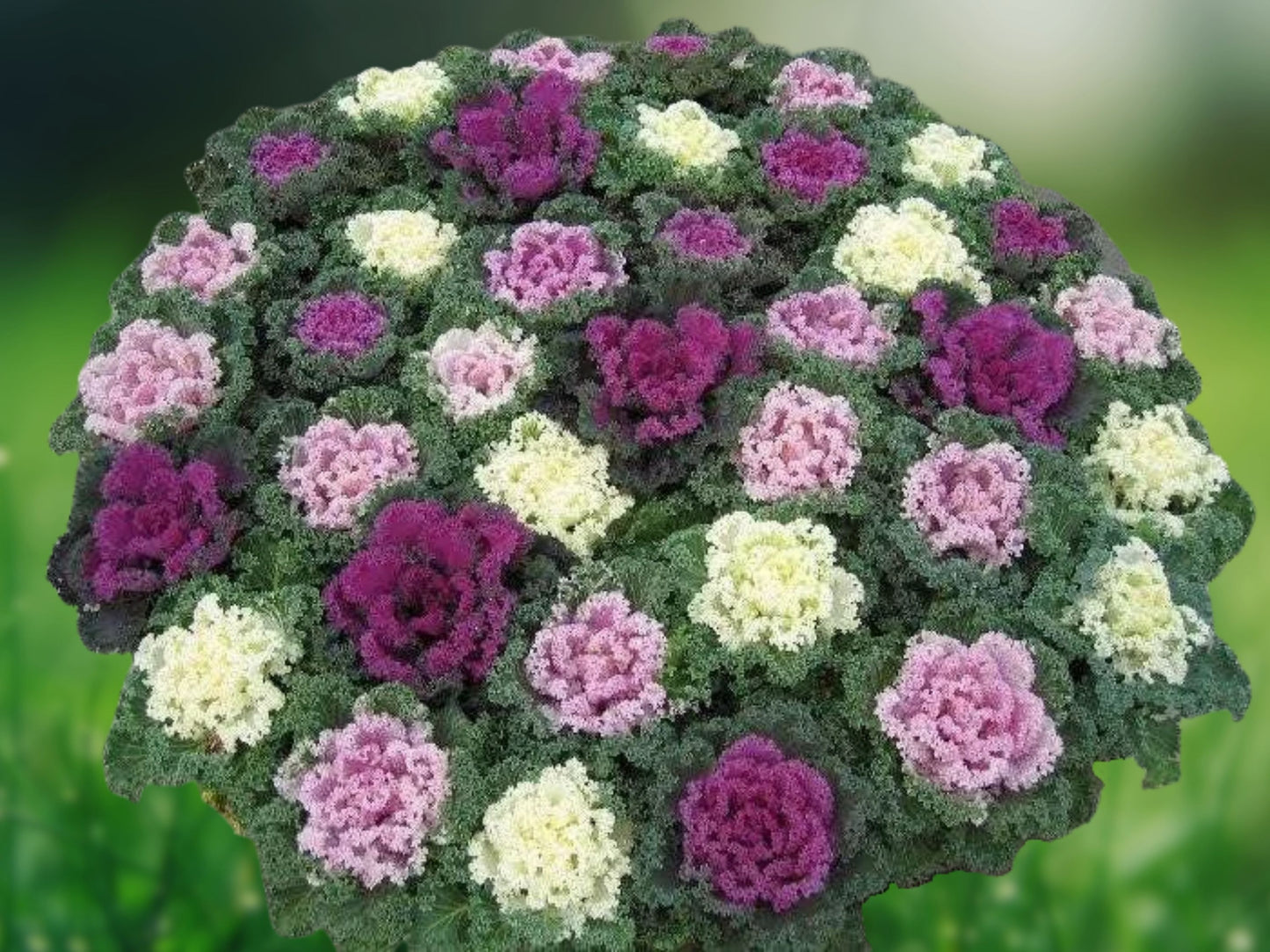 200 Ornamental Kale Autumn Mix Seeds | Brassica Oleracea | Colorful Flowering Cabbage | Fast Shipping