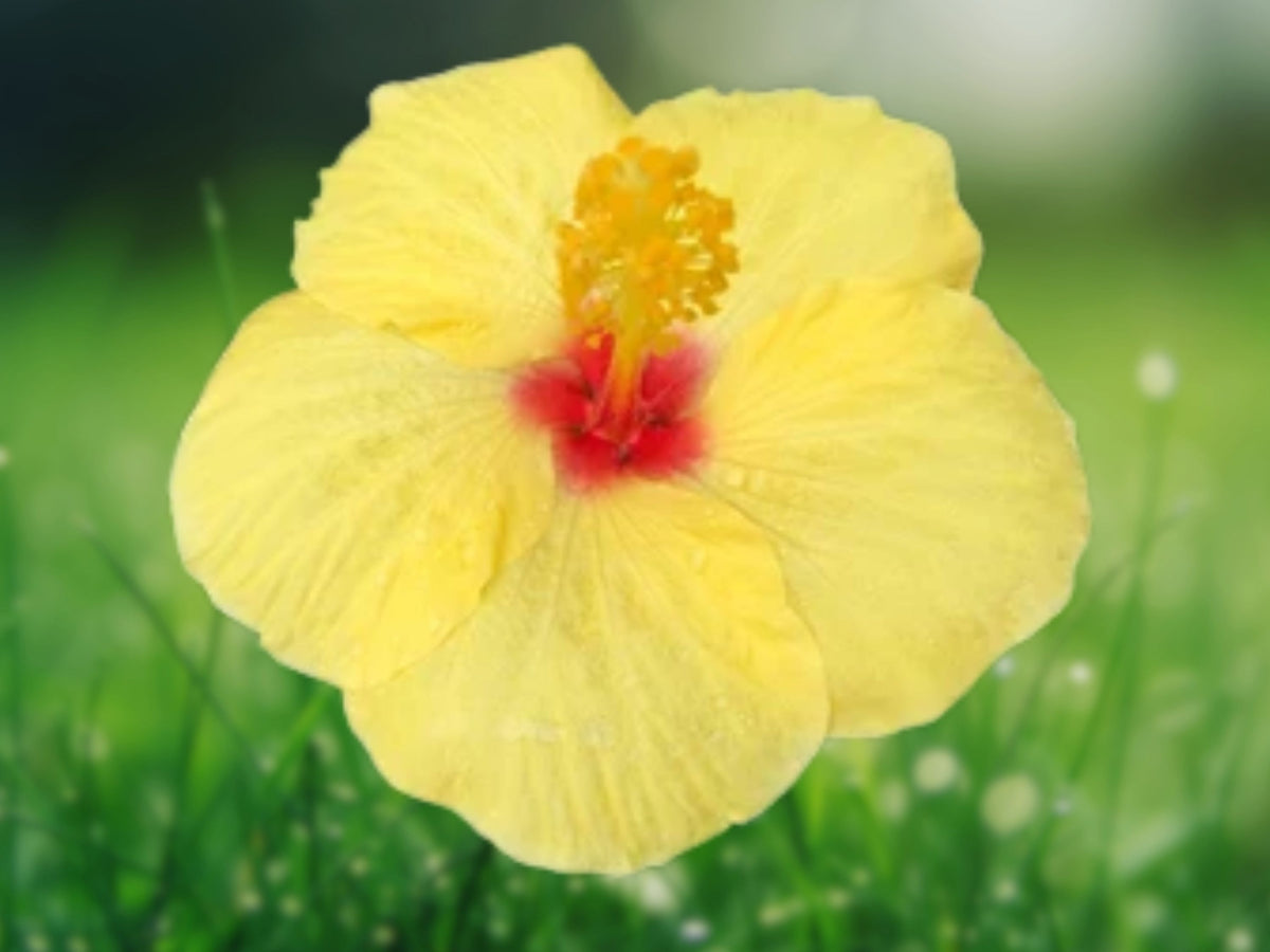 20 Light Yellow Hibiscus Seeds – Perennial Flower Seeds for Planting