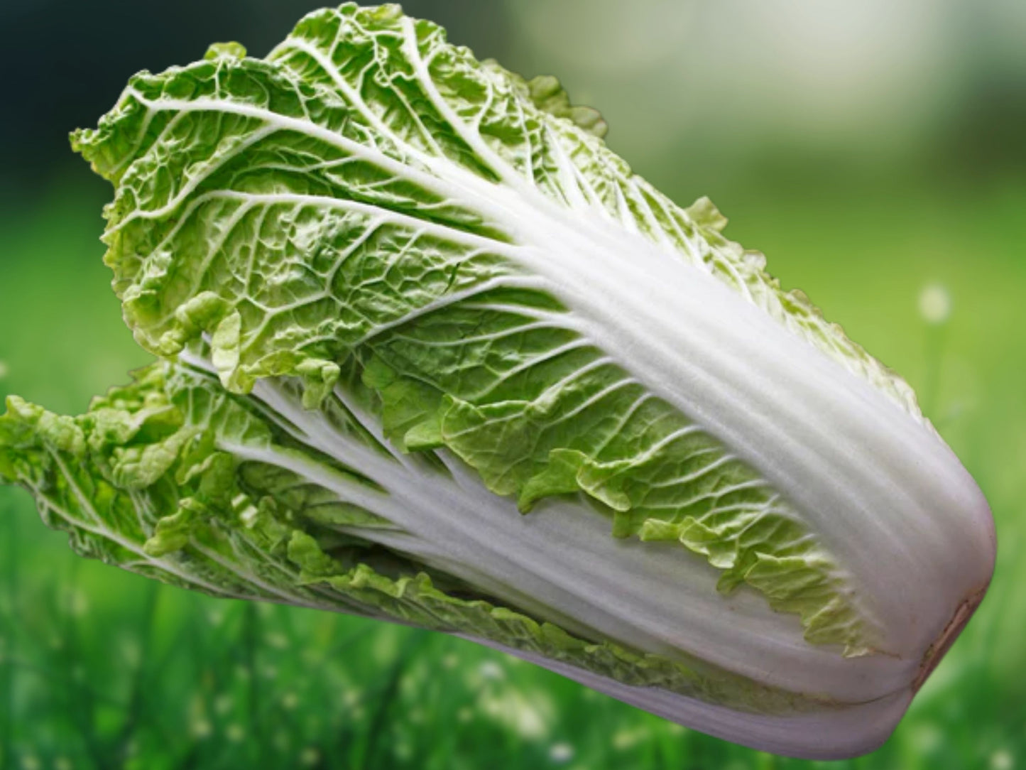 500+ Chinese Cabbage Seeds | Pak Choi Kuai Cai | Fast-Growing Asian Vegetable | Non-GMO Heirloom
