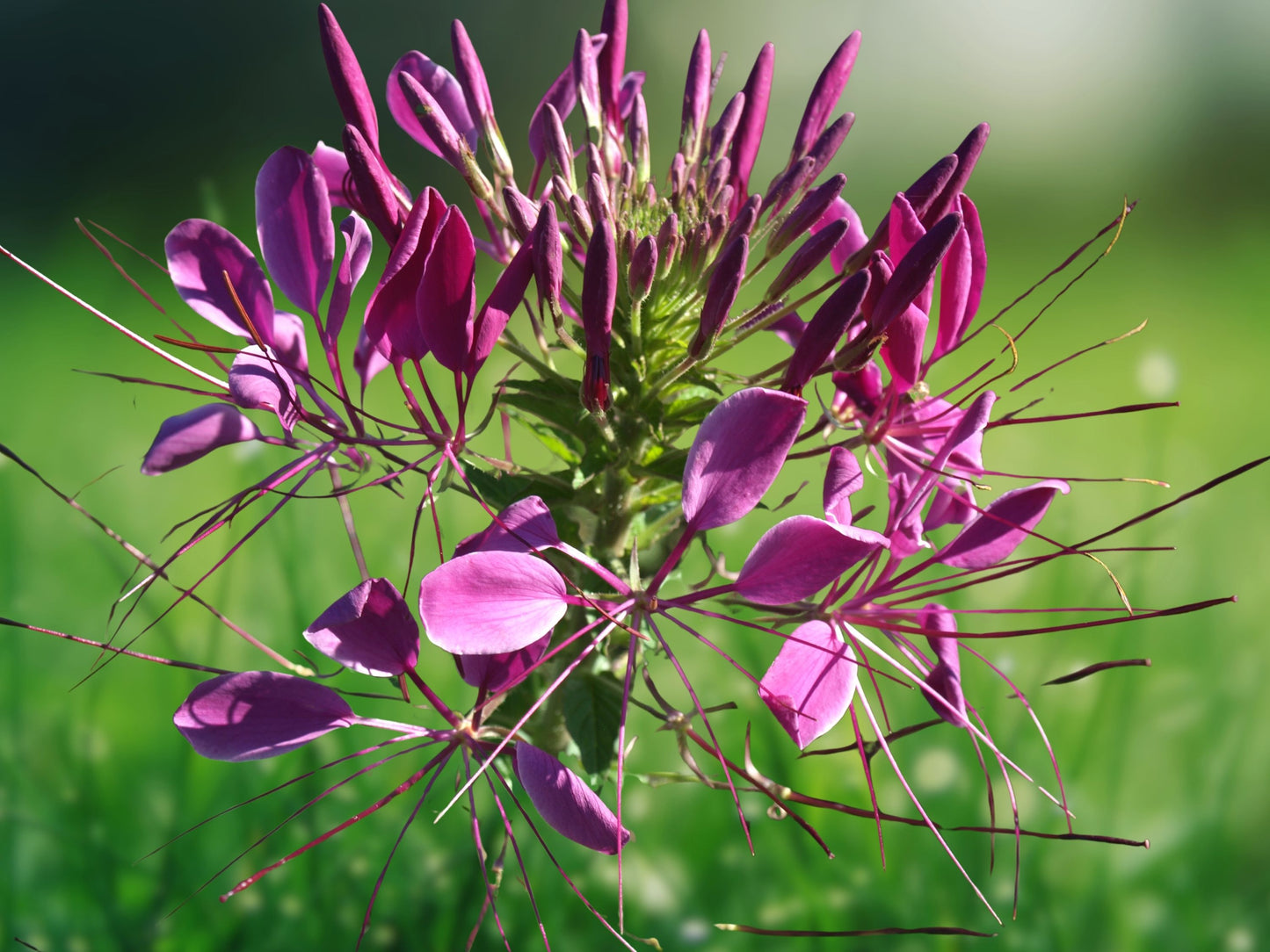 100 Bright Purple Spider Seeds Cleome Spinosa Perennial Bloom