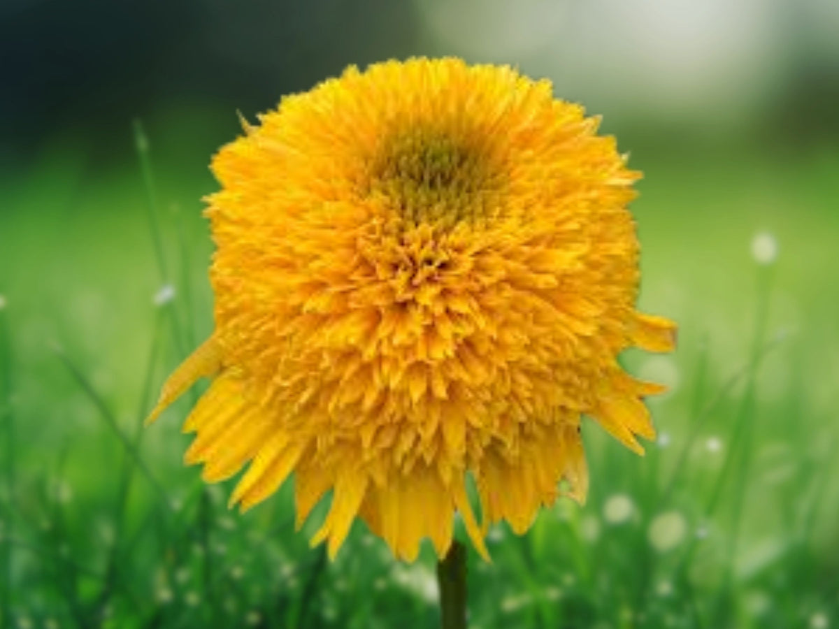 50 Cara Yellow Coneflower Seeds - Echinacea Perennial Flower Seeds