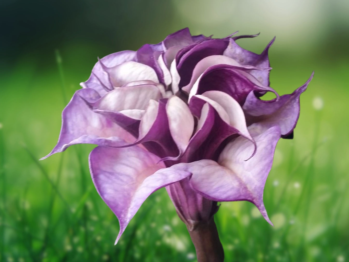 10 Seeds Double Orchid Rose Angel Trumpet Brugmansia Flower Seed