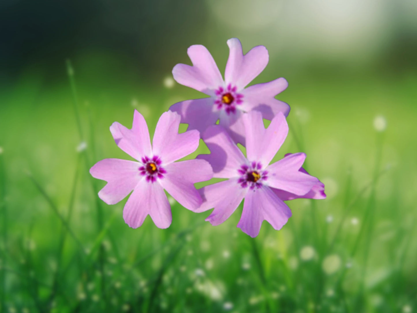 50 Fort Hill Phlox Seeds - Perennial Flower Seeds for Butterfly Garden