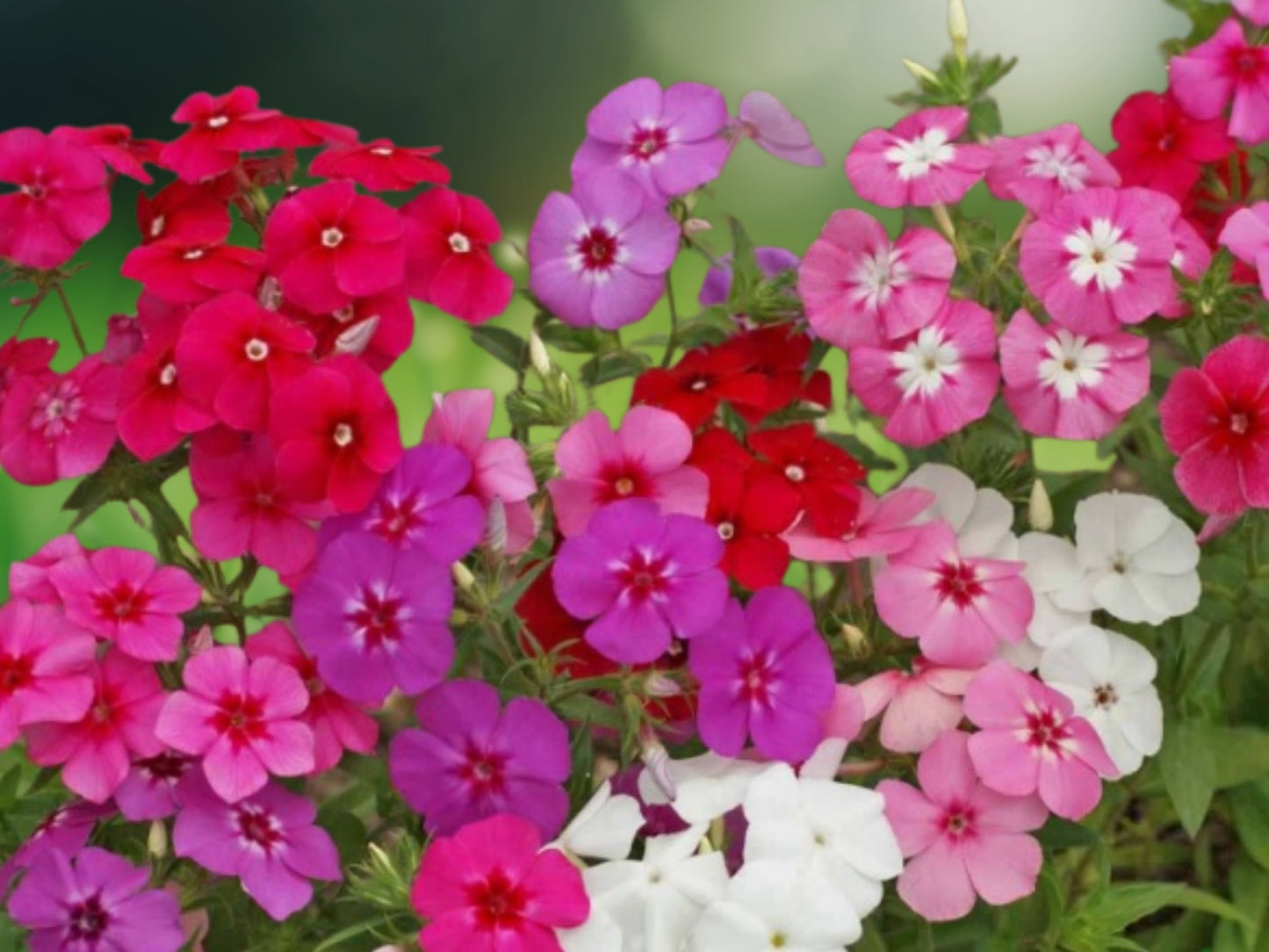 50 Coral Reef Phlox Seeds Flower Perennial Seed Flowers Bee Butterfly
