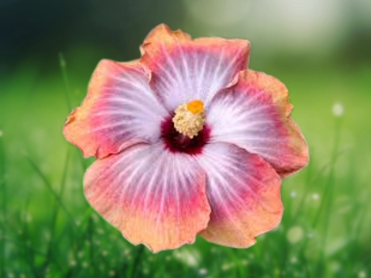 20 Pink Blue Hibiscus Seeds - Perennial Flower Garden Seeds