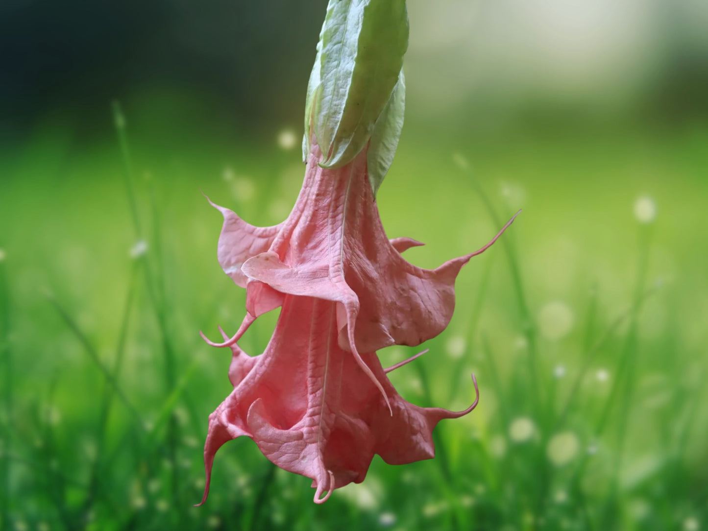 10 Summer Rose Angel Trumpet Seeds - Brugmansia Datura Fragrant Flower