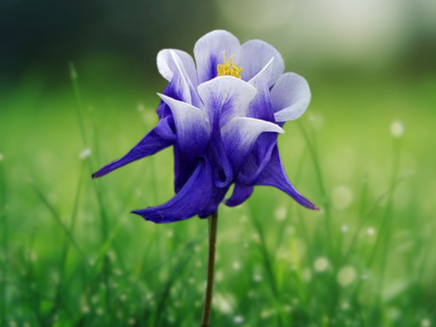 50 Bright Blue White Columbine Seeds Perennial Flower Seed - Aquilegia