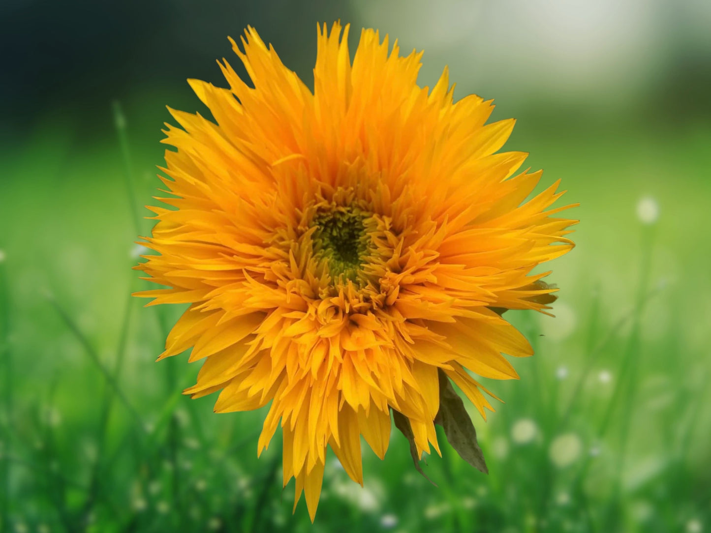 50+ Dwarf Sungold Sunflower Seeds 'Teddy Bear' Annual Flower Garden Fast Shipping