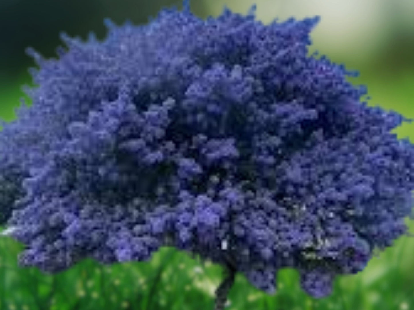 25 Creeping Mountain Lilac Seeds - Drought Tolerant Perennial Ground Cover Ceanothus
