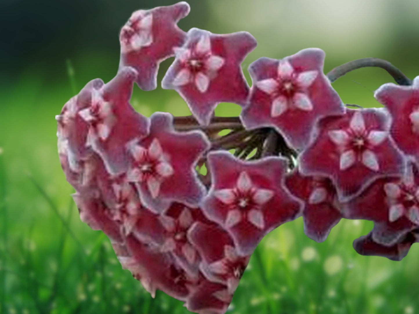 Hoya Pubicalyx Mottled Silver Leaf Live Plant 5" Tall Wax Plant Tropical Vine Fast Shipping