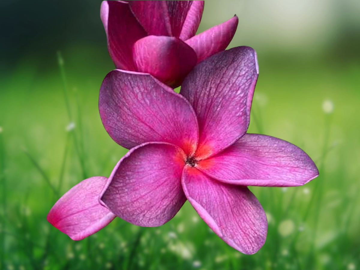 5 Bright Purple Pink Plumeria Seeds for Planting | Perennial Flower Seeds