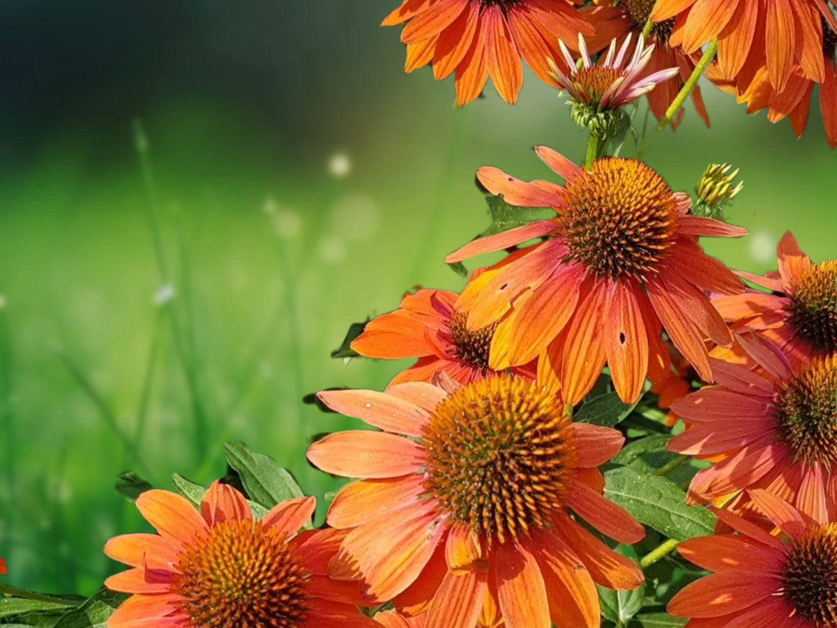 50 Sombrero Coneflower Seeds - Echinacea Perennial Flower Seeds for Planting