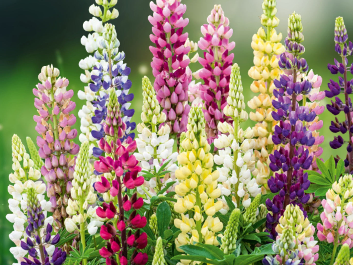 50+ Russell Lupine Flower Seeds Mixed Colors Perennial Garden Fast Shipping