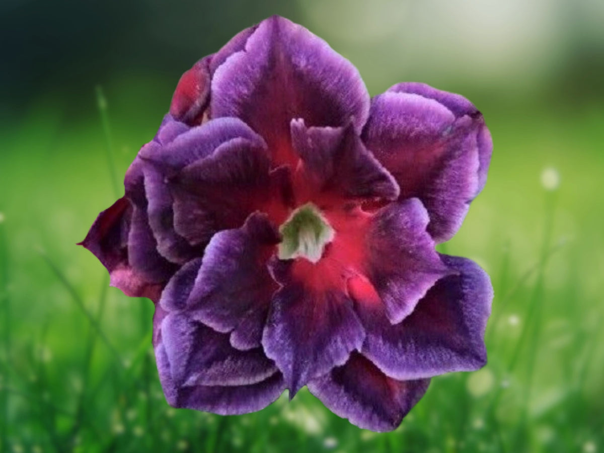 4 Fuchsia Magenta Desert Rose Seeds - Adenium Obesum Exotic Flower