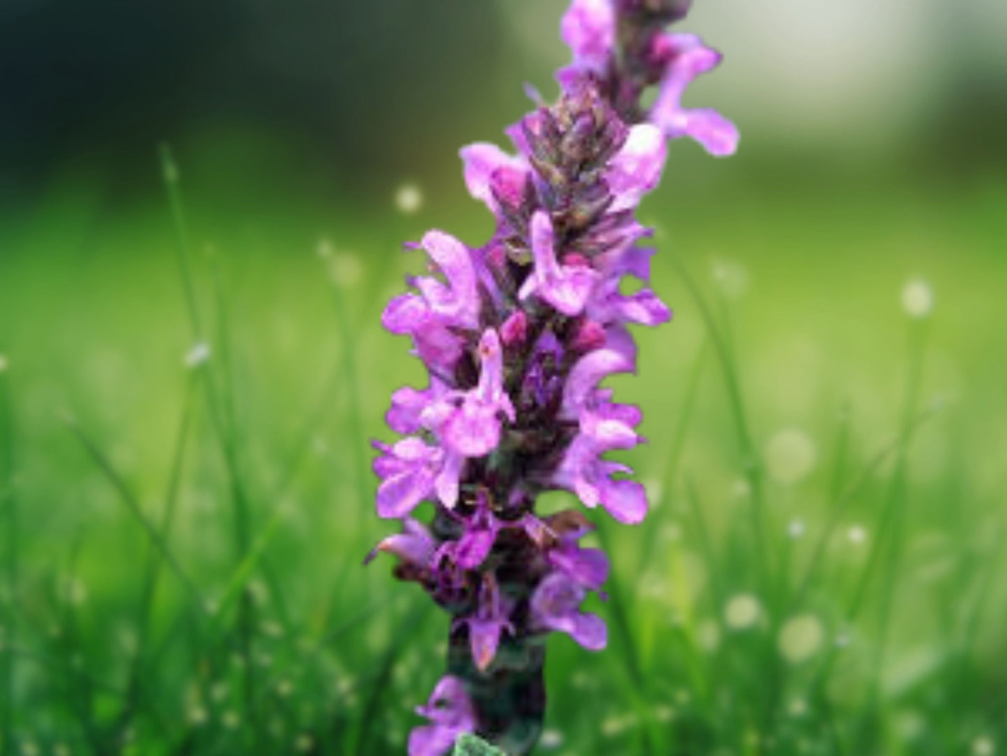 50 Rose Queen Salvia Seeds, Perennial Flower Seed, Attracts Pollinators, Easy to Grow