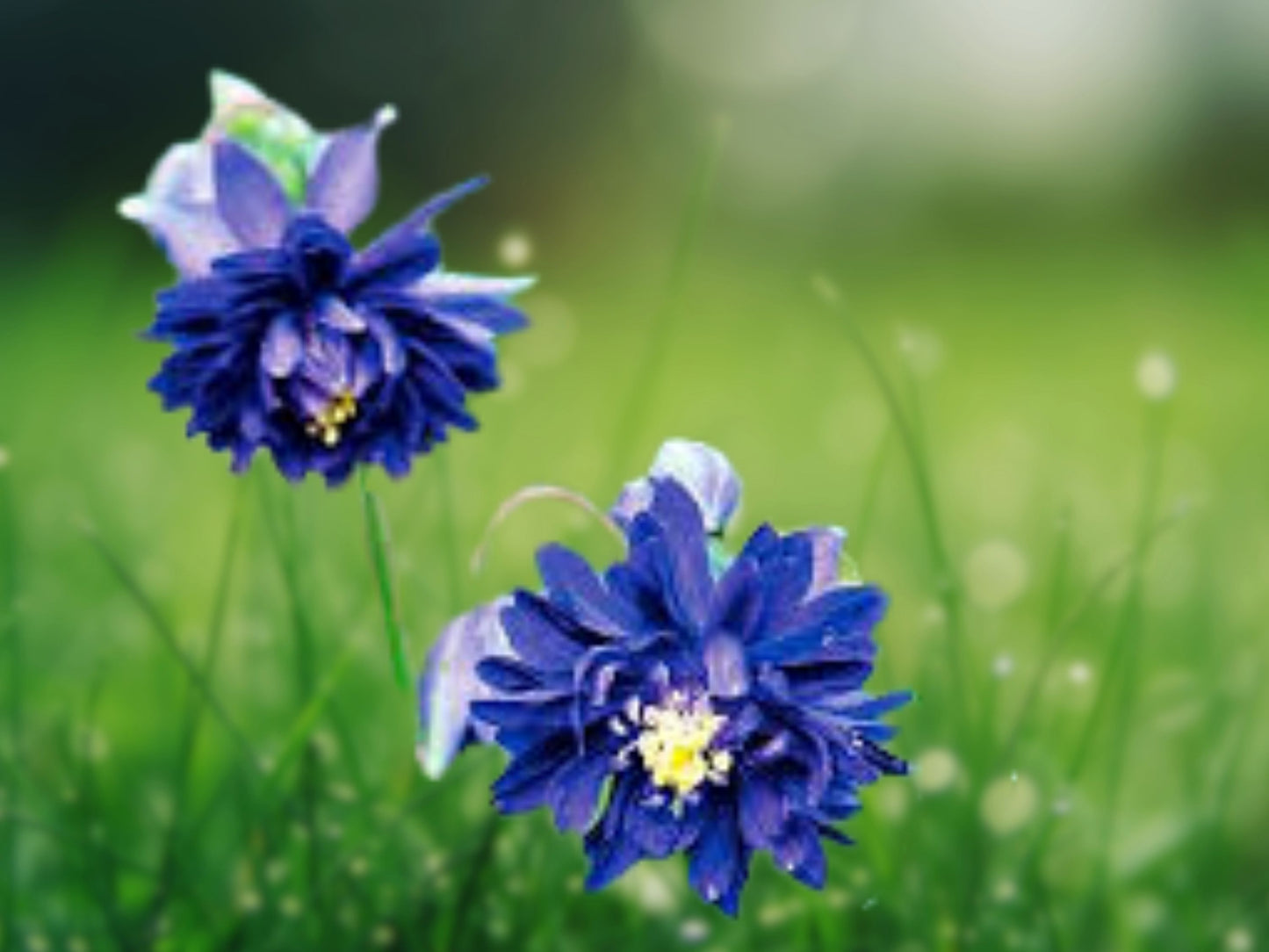 50 Barlow Blue Columbine Seeds Flower Perennial Flowers Seed Bloom 525 US SELLER