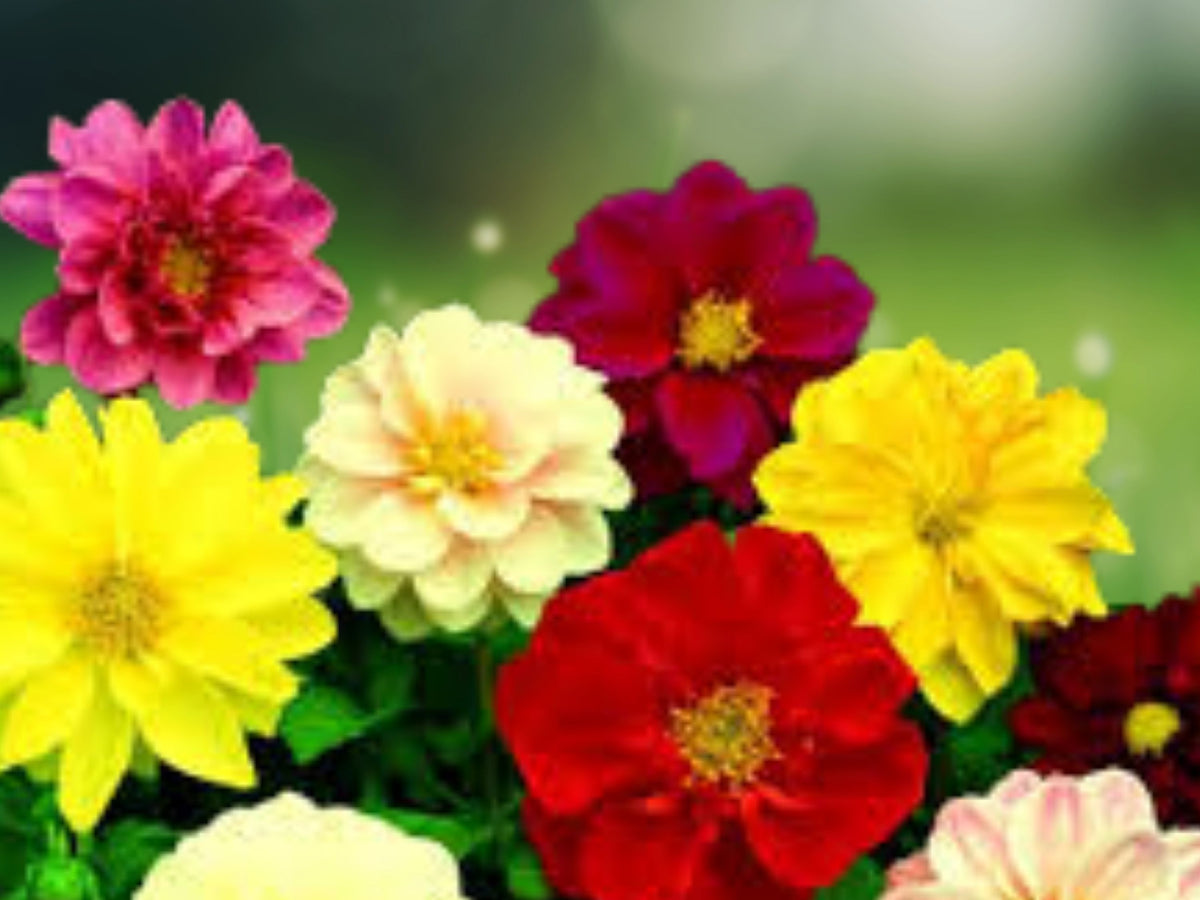 25 Seeds Bedding Dahlia Flower Perennial Colorful Blooms Garden