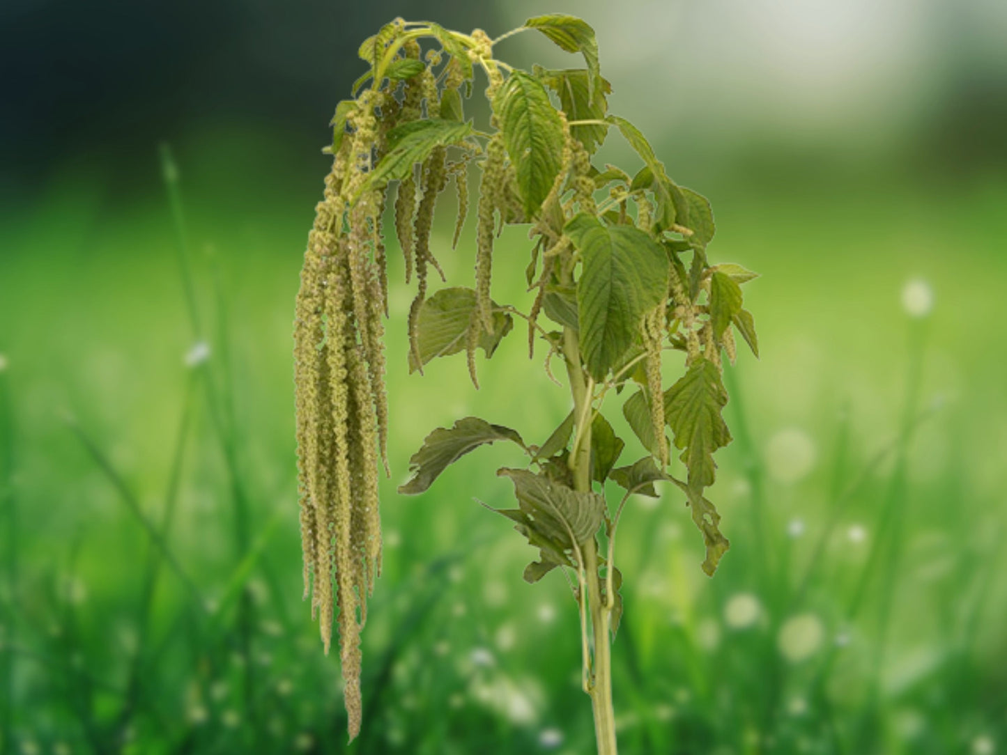500 Amaranthus Viridis Seeds | Green Tassel Flower | Amaranthus caudatus | Easy Grow