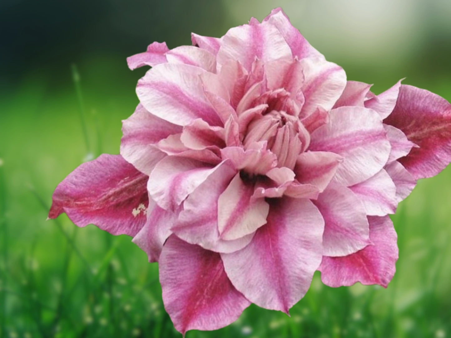 25 Patricia Clematis Seeds, Climbing Perennial Vine with Large Blooms, Easy to Grow
