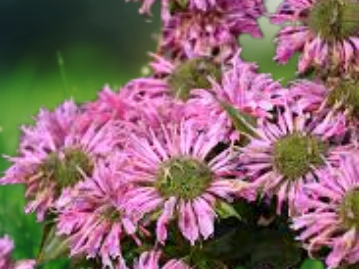 100 Panaroma Mix Bee Balm Seeds - Hummingbird Flower for Planting
