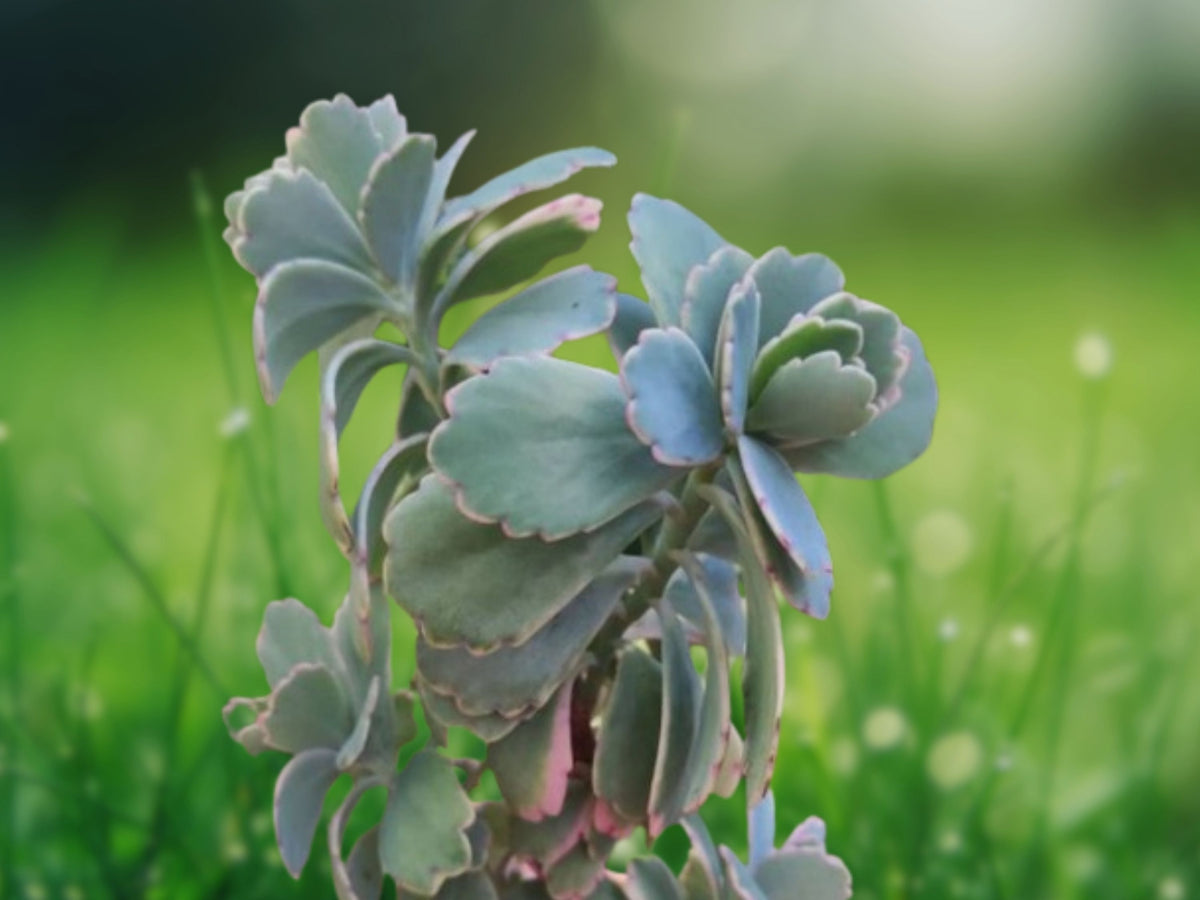 Variegated Kalanchoe Fedtschenkoi Succulent in 2 Inch Pot