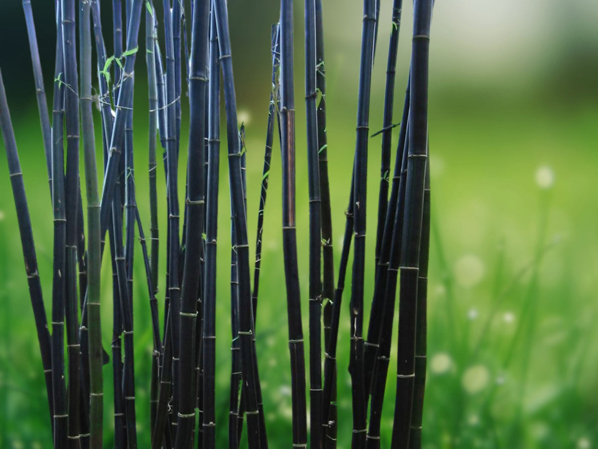 50 Black Bamboo Seeds - Privacy Plant, Exotic Shade Screen