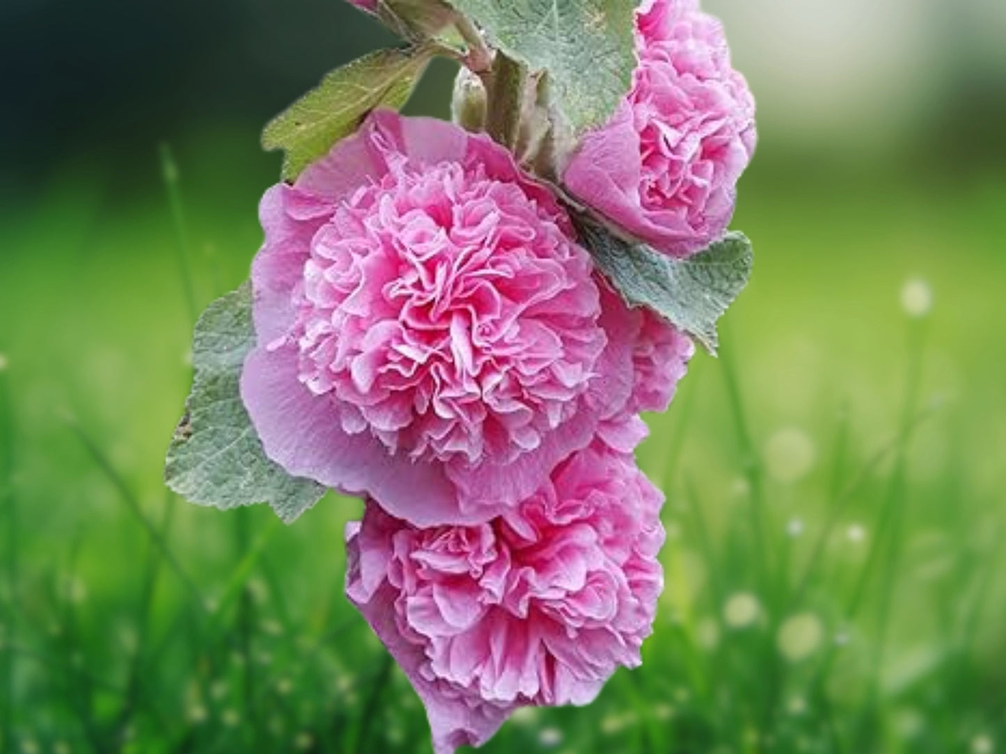 25 Seeds Hollyhock Double Cotton Candy Perennial Flower Seeds