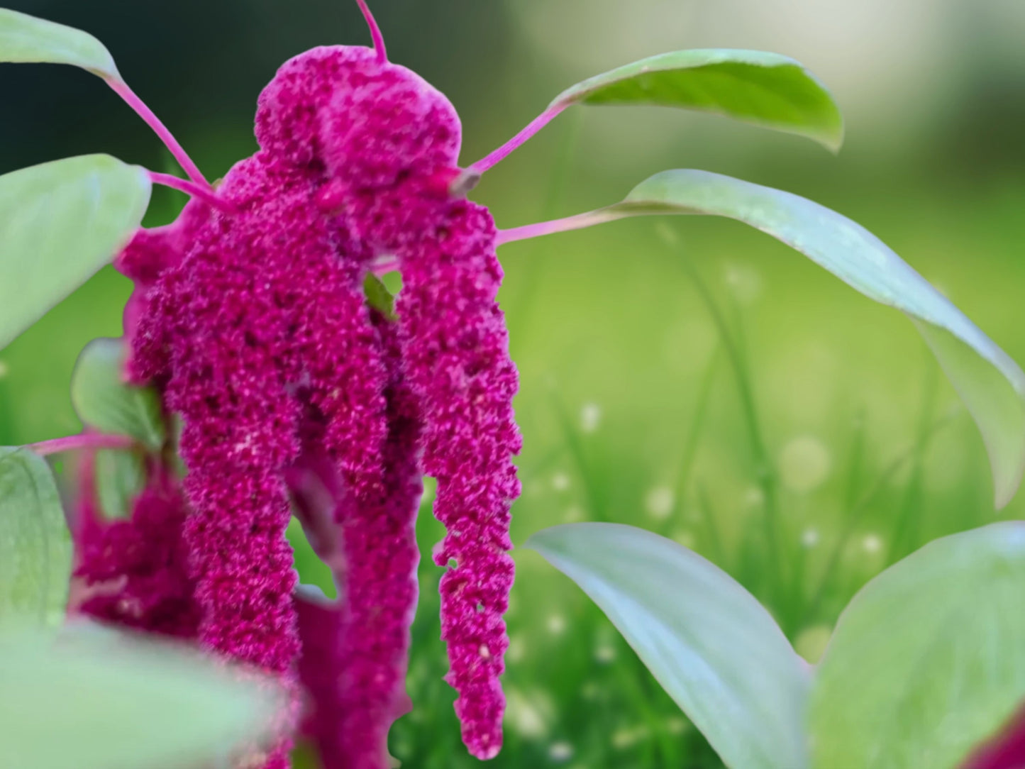 500 Love Lies Bleeding Seeds - Amaranthus caudatus, Cascading Pink Plumes Flower Seeds for Garden