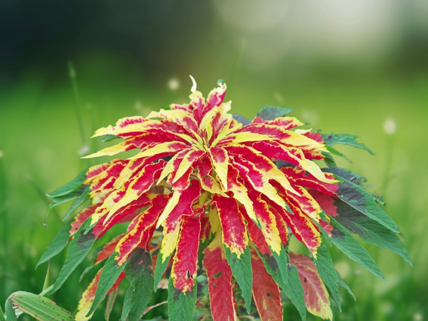 500 Amaranthus Perfecta Seeds - Amaranthus cruentus - Purple Fountain Plant - Heirloom Non-GMO