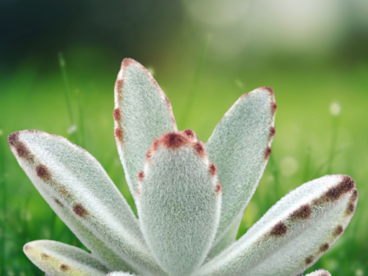 Panda Plant Succulent (Kalanchoe tomentosa) in 2 Inch Pot