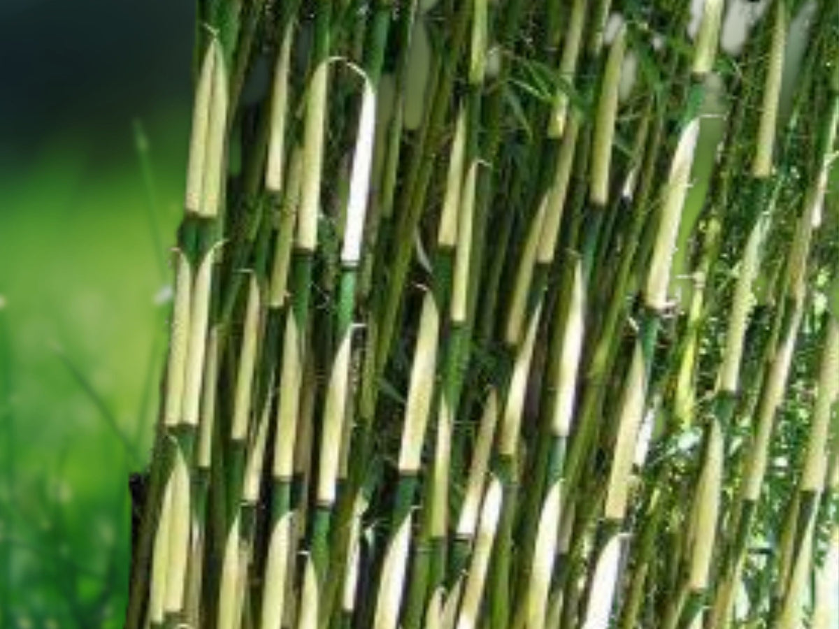 50 Fargesia Bamboo Seeds – Clumping Privacy Bamboo for Shade Gardens