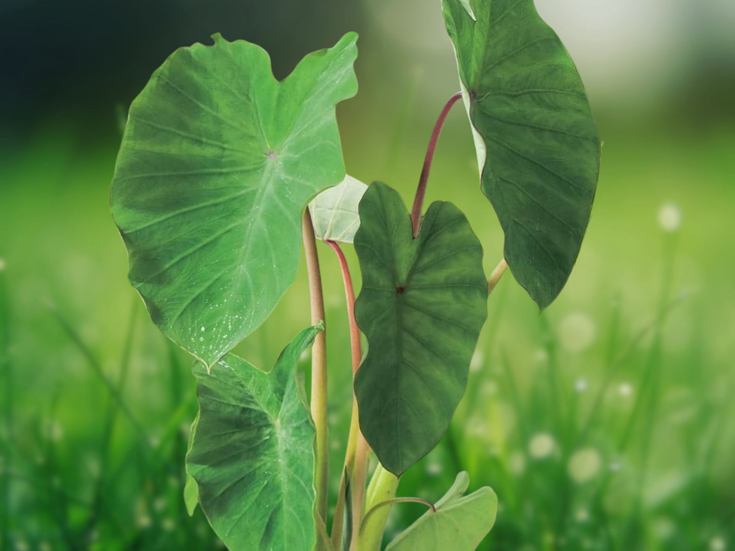 Tea cup Colocasia esculenta Live Plant 10 To 12" Tall In 4" Pot~Coffee Cup Plant