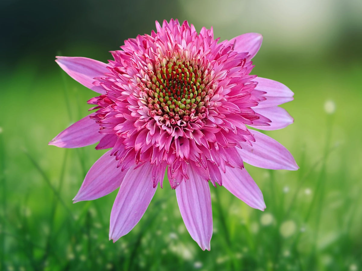 50 Pink Double Delight Coneflower Seeds - Echinacea Perennial Flower