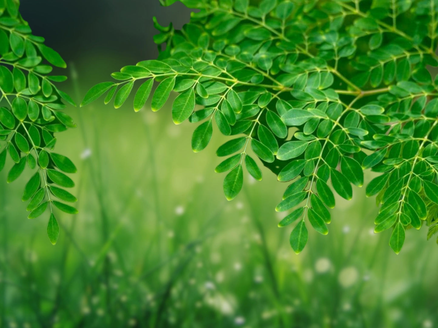 35 Moringa Oleifera Seeds | Drumstick Tree | Miracle Tree | Non-GMO | Fast Growing | USA